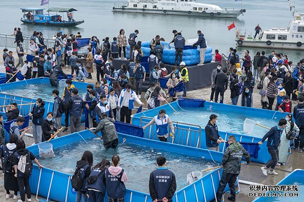 共抓长江大保护1万尾大规格“子二代”中华鲟放归长江