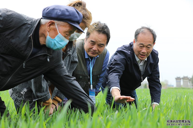 全国10省份小麦条锈病发生面积1200万亩农业农村部部署防控