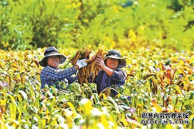 发展特色产业村庄增绿农民增收