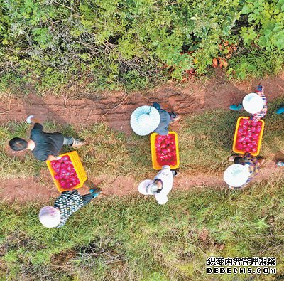 人才支撑强起来乡村人气旺起来（乡村振兴怎么干④）