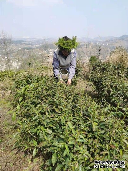 “脚踏茶园带领乡亲们走稳绿色发展致富路”