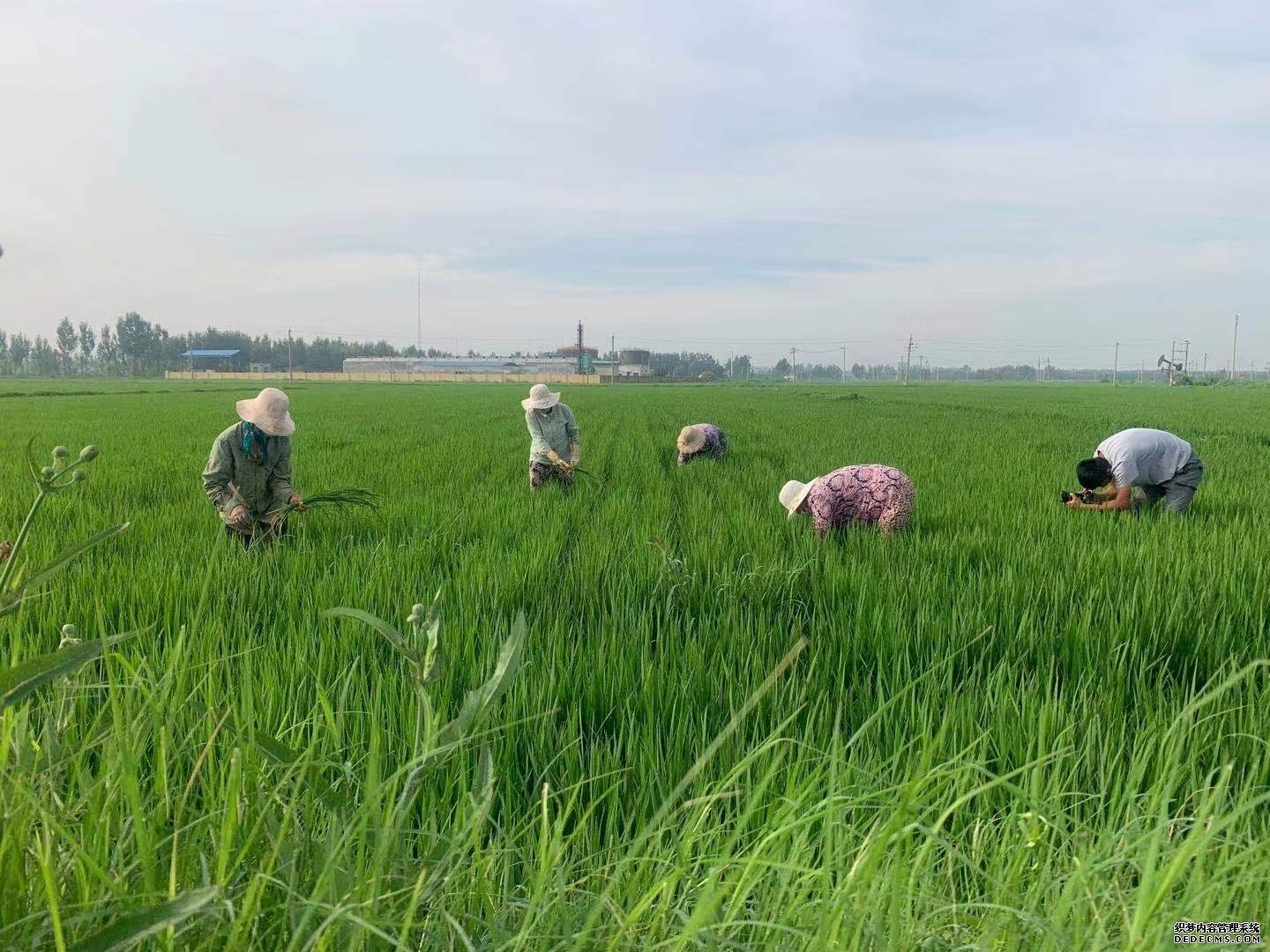 第四个中国农民丰收节：浓墨重彩绘就美景秋收唱响大地赞歌