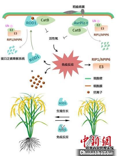 助力“绿色育种”科研人员揭示植物“聪明的防卫艺术”