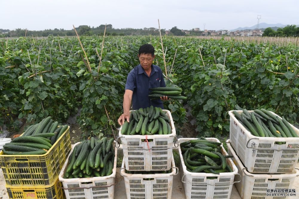 11部门联合发文：切实保障今冬明春蔬菜等“菜篮子”产品市场供应、价格平稳