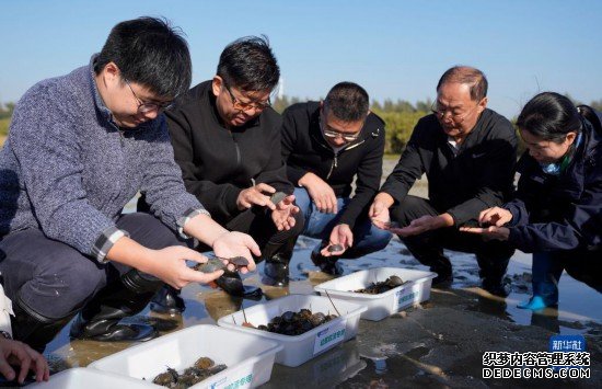 广西北海举行中国鲎增殖放流活动