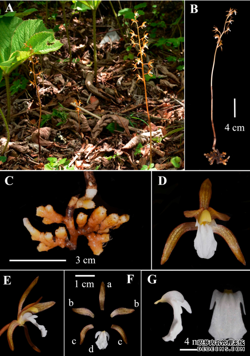 发现31个新种！我国野生兰科专项调查取得重要成果
