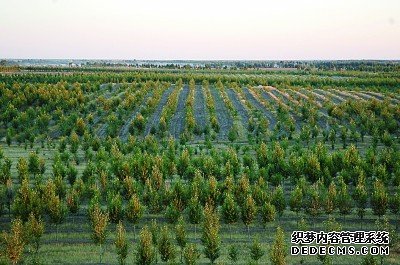 从黄沙到绿野