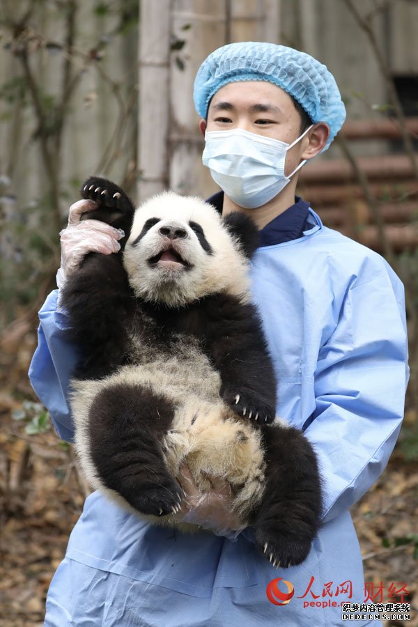 于泽豪，成都大熊猫繁育研究基地饲养员。熊猫奶爸祝全国人民新的一年像大熊猫一样，身体健康，圆的可爱、萌的幸福！