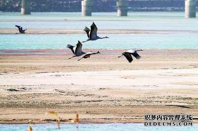 黄河湿地灰鹤舞翩跹