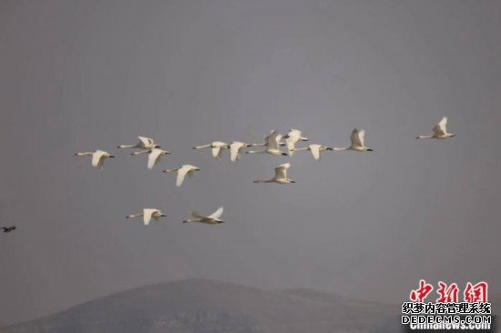 生态环境改善300余只大天鹅“打卡”山西广灵壶流河湿地