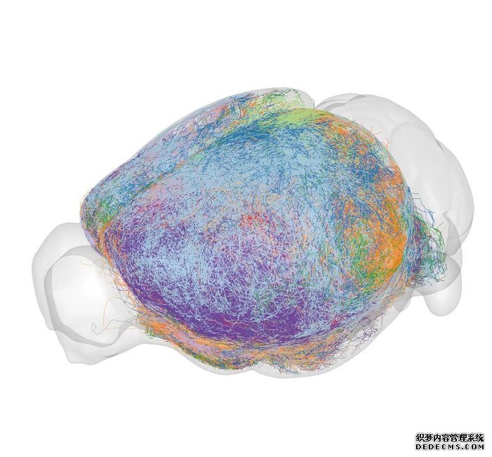 我国科学家精确绘制小鼠全脑“导航地图”