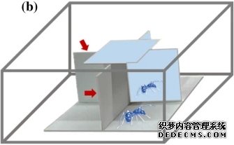 研究发现：给大蚁蛛照镜子可降低其攻击性