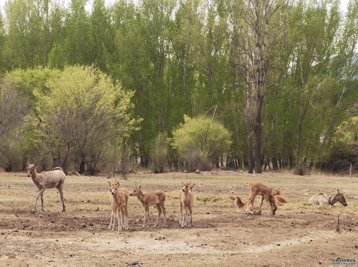 我国麋鹿放归取得阶段性成果第一代大青山野放麋鹿种群成功繁衍