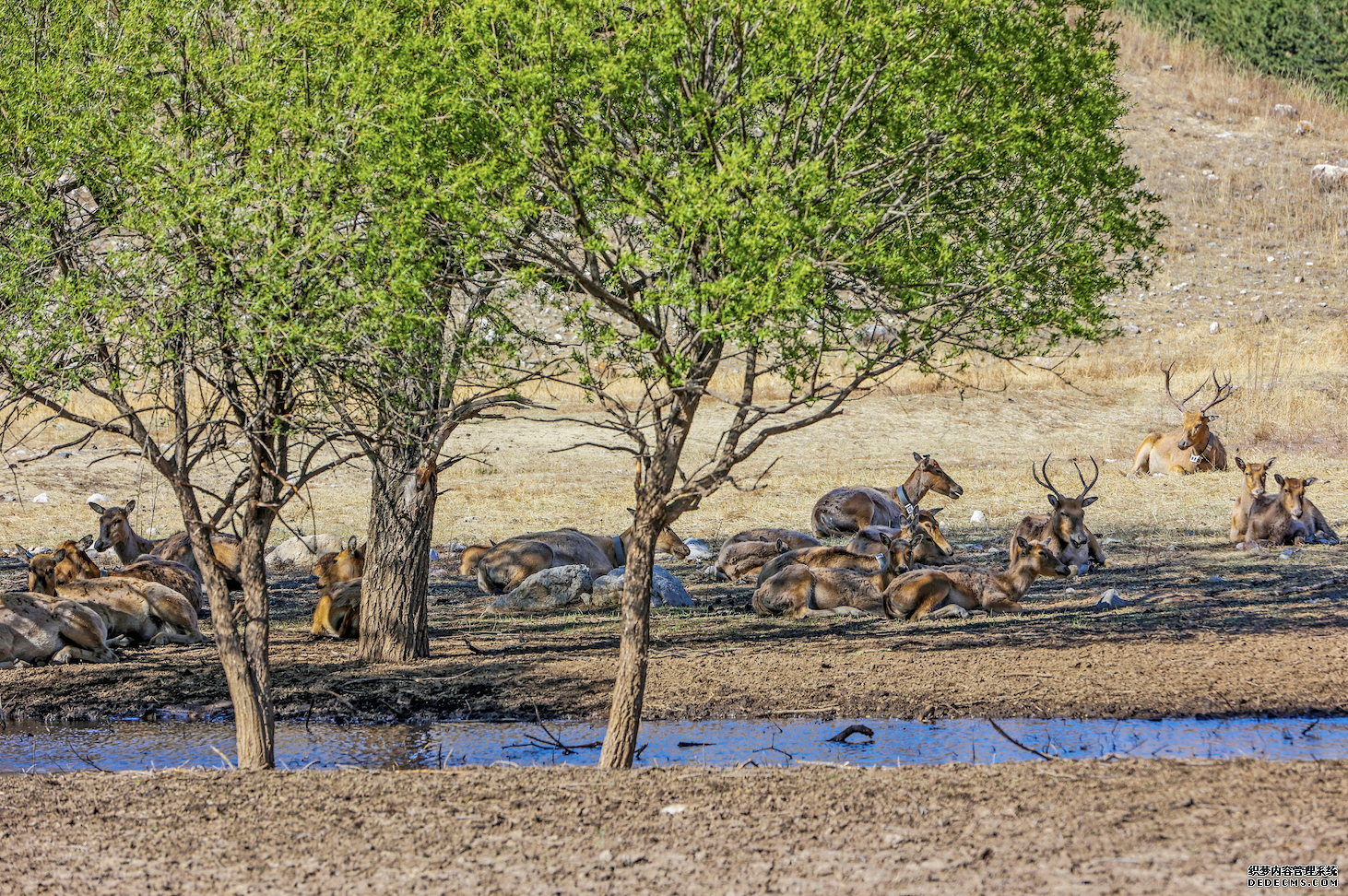 我国麋鹿放归取得阶段性成果第一代大青山野放麋鹿种群成功繁衍