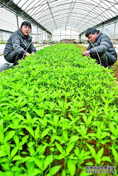 用影像探秘农业“芯片”