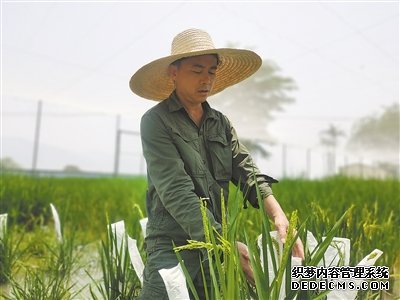 为水稻育种提供优良基因（科技视点·种业科技自立自强⑥）