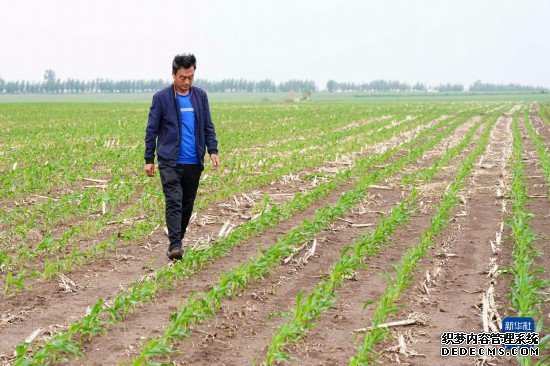 走进县城看发展丨吉林公主岭：打造“黄金玉米带”上的现代农业样本