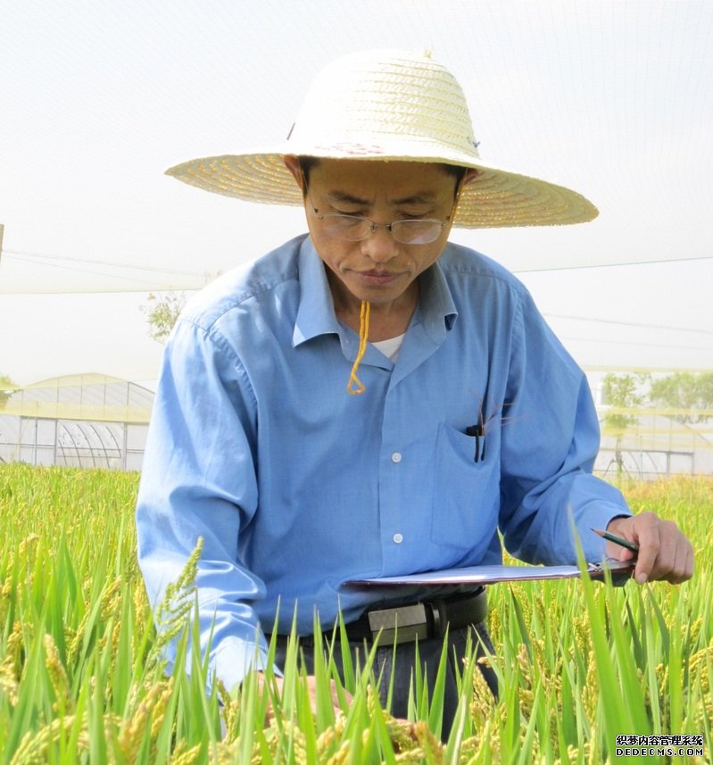 大国“粮”策丨天太热水稻也受不了，上海科学家种的新品系却增加了20%产量