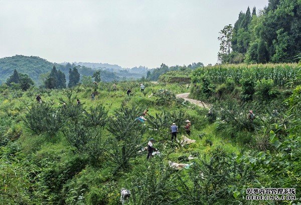 大国“粮”策|“三夏”时节五谷香粮食丰收有保障