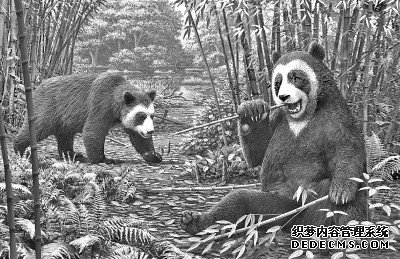 600万年前大熊猫就开始吃竹子了