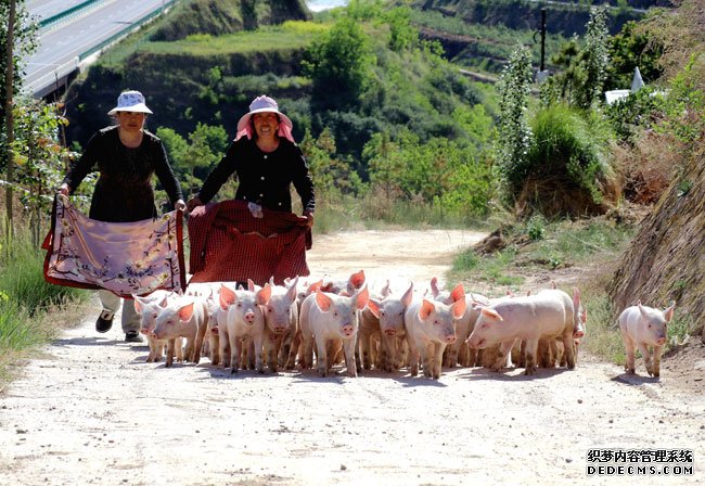 猪价上涨引多方关注业内称“猪肉刺客”难现江湖