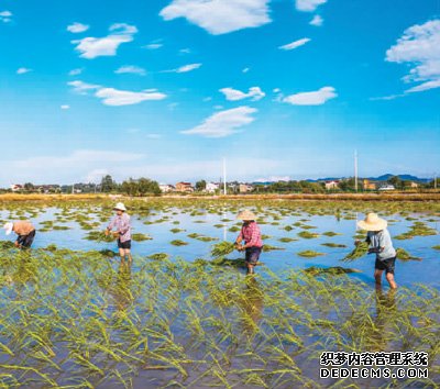 稻区“双抢”忙，丰收有保障