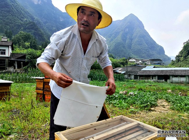 贵州道真：绿山变成金山书写“靠山吃山”新注解