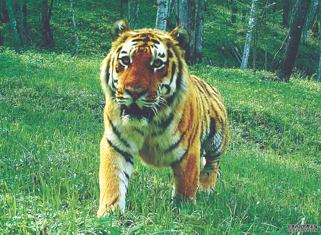 东北虎豹国家公园野生东北虎数量增至50只