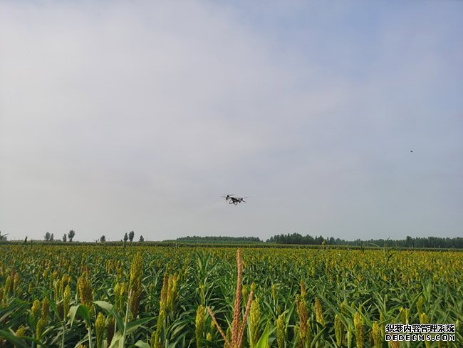 “藏粮于地、藏粮于技”夏粮丰收托稳经济底盘