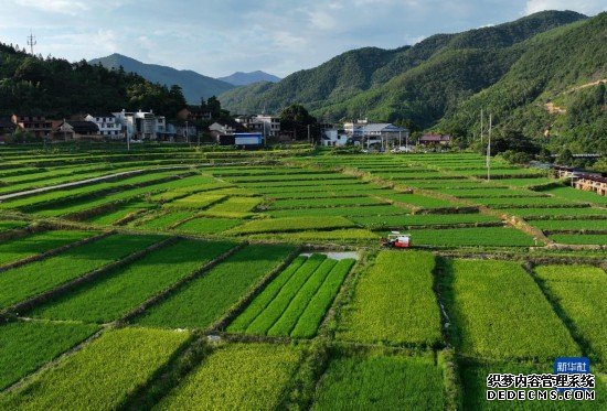 大地“调色盘”稻田夏收忙