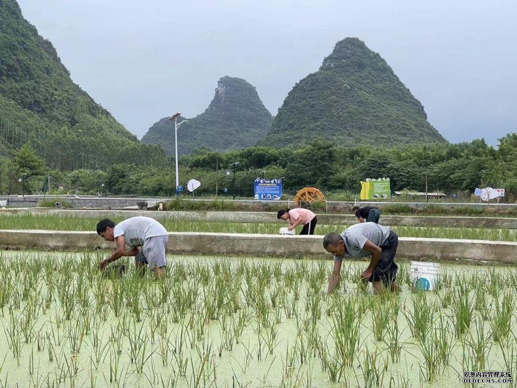 一碗螺蛳粉串起乡村振兴致富链