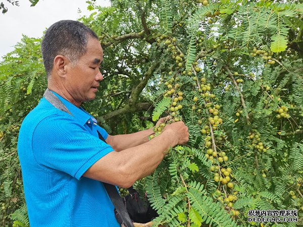 把增收“密钥”送到田间地头新茶饮原料创新助推乡村振兴