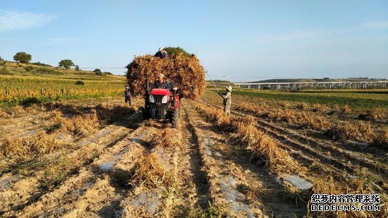 红芸豆丰收季：让“乡思”赋能乡村振兴