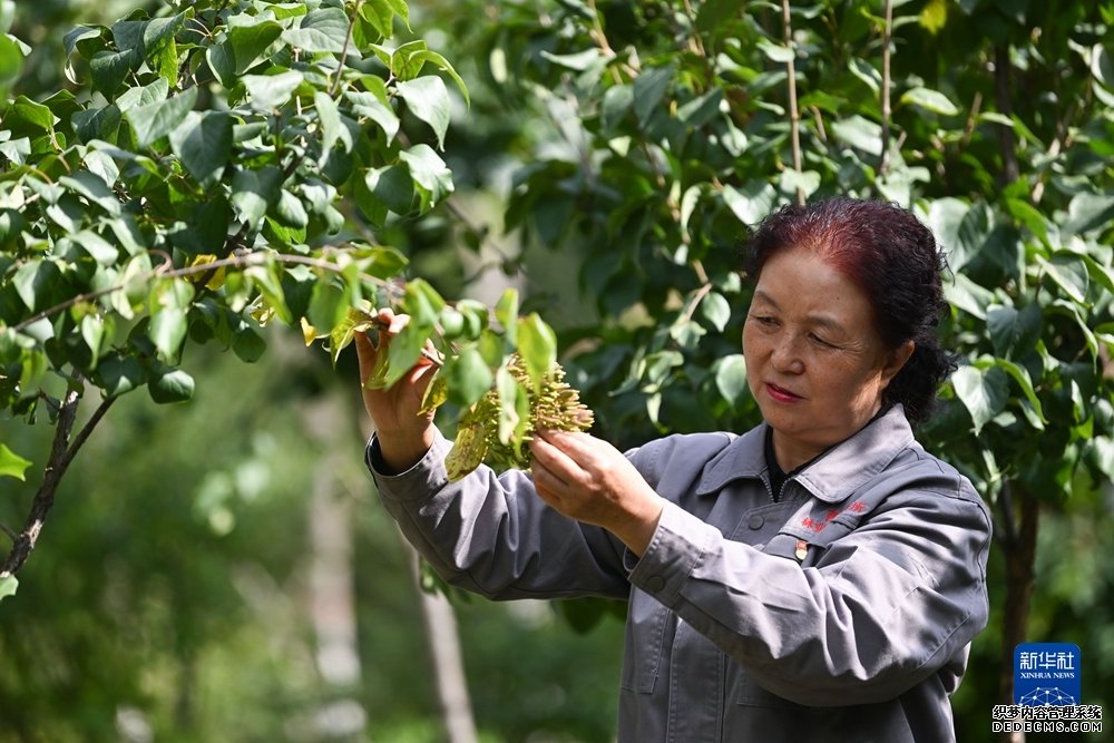 二十大代表风采丨张锦梅：让绿色成为高原最美底色