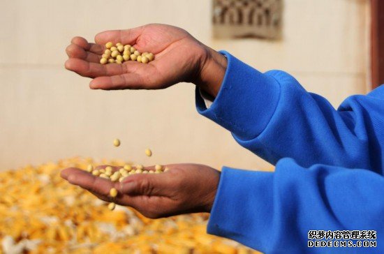 内蒙古巴彦淖尔：玉米不减产大豆额外赚