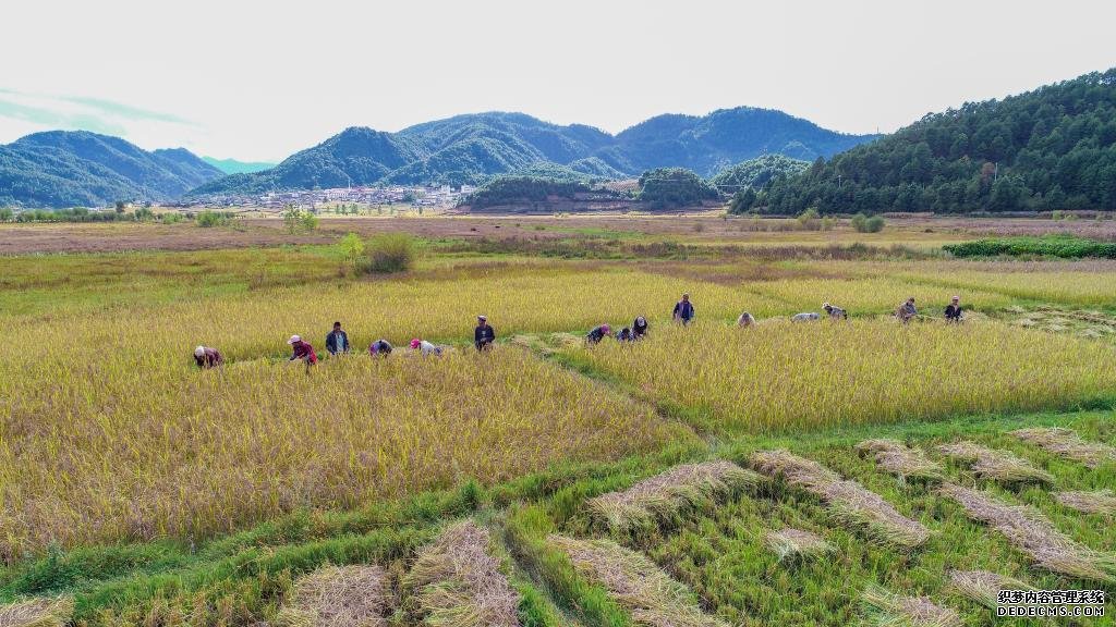 黑稻、多年生稻、巨型稻……奇妙水稻知多少？