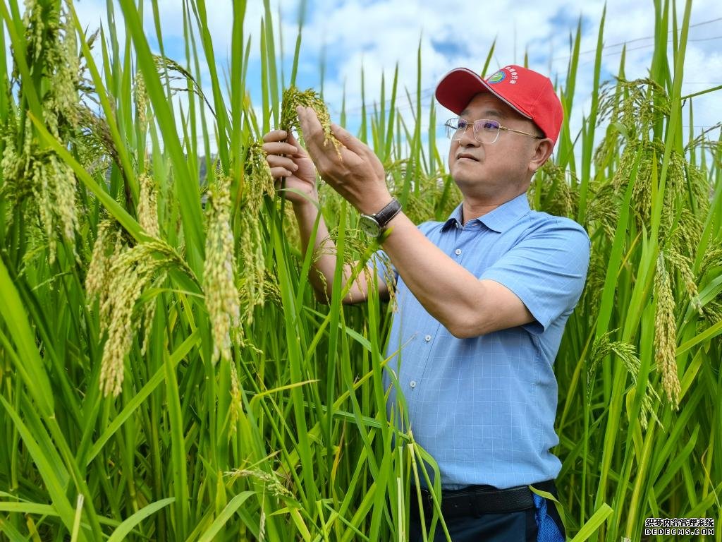 黑稻、多年生稻、巨型稻……奇妙水稻知多少？