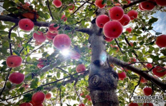 苹果压枝头 果农笑开颜