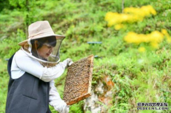 头雁引领雁阵齐飞 多元化人才助力乡村振兴