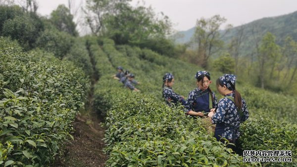 聚力产业兴生态美奋力谱写乡村振兴新篇章