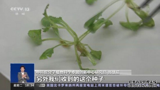 神十四乘组带回植物种子“太空植物”生长有何奥秘？