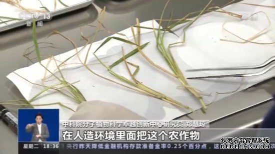 神十四乘组带回植物种子“太空植物”生长有何奥秘？