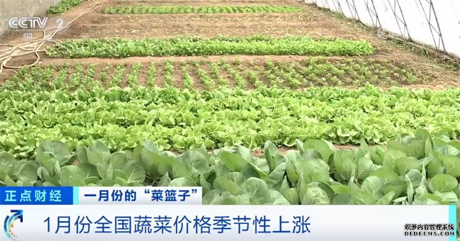 关注“菜篮子”生产供应 节后部分蔬菜品种价格下行