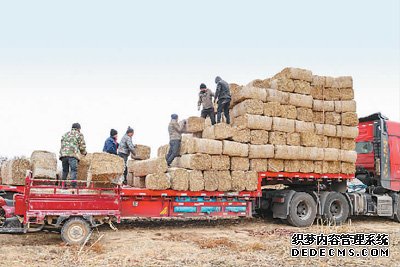 全力抓好粮食生产，严防“割青毁粮”（“一号文件”新提法传递哪些信号③）