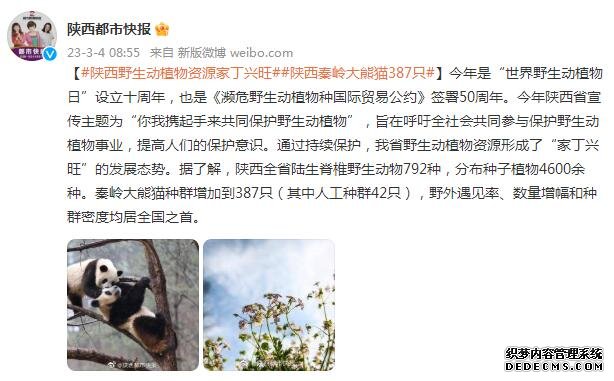 陕西秦岭大熊猫增加到387只 其中人工种群42只