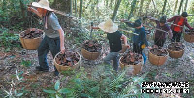 山林披绿林下生金（人民眼·深化集体林权制度改革）