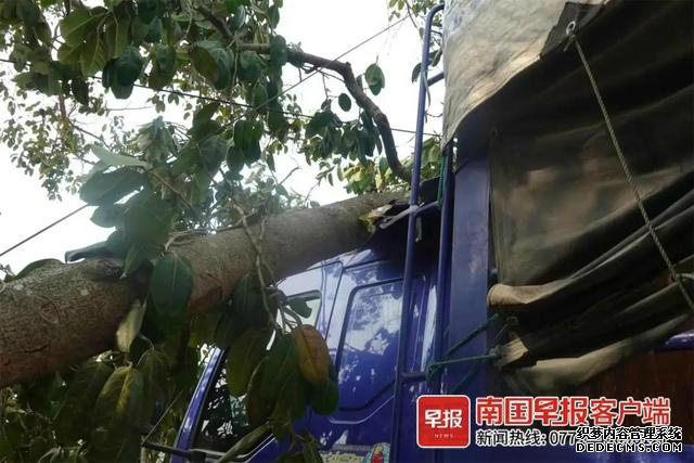货车撞上“风水树” 村民索赔8.8万 保险公司判定3千