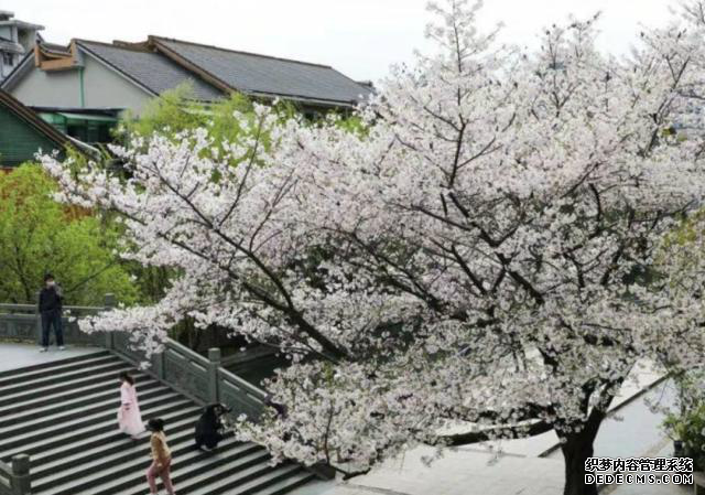 网红团队狂摇杭州百年樱花树 试图制造浪漫效果