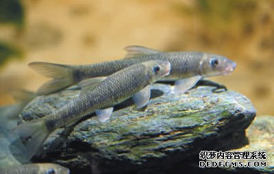 保护生物多样性呵护长江母亲河（新时代画卷）