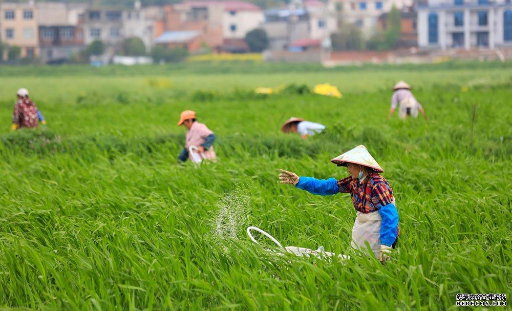 清明时节，在江西省瑞昌市范镇东山村农业基地，村民在茭白种植基地施肥。魏东升 摄